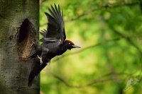 Datel cerny - Dryocopus martius - Black Woodpecker 5655